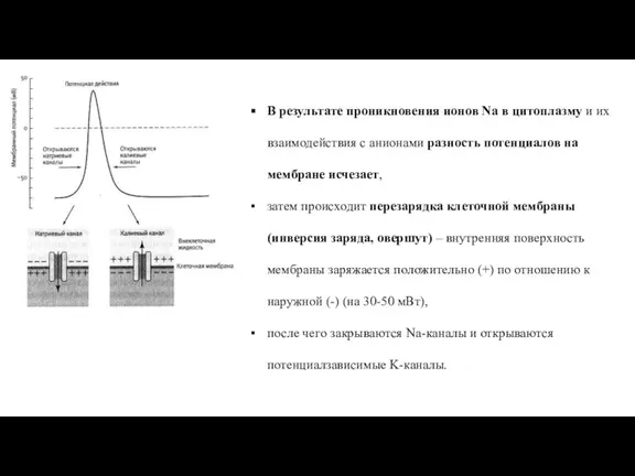 В результате проникновения ионов Na в цитоплазму и их взаимодействия с анионами