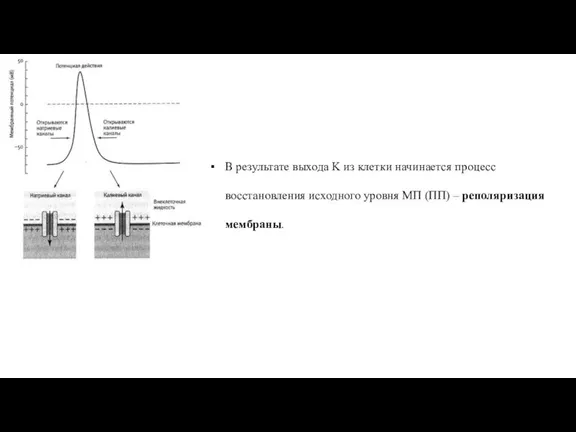 В результате выхода K из клетки начинается процесс восстановления исходного уровня МП (ПП) – реполяризация мембраны.