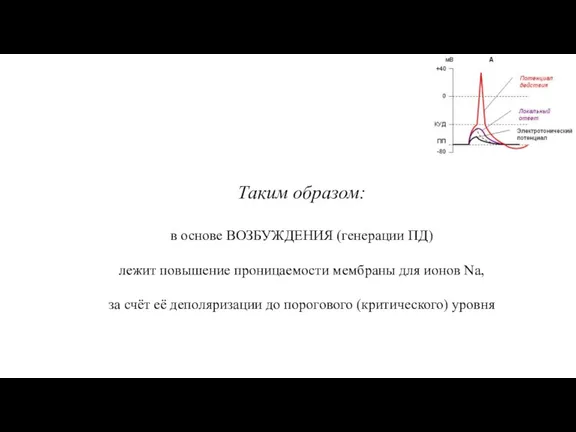 Таким образом: в основе ВОЗБУЖДЕНИЯ (генерации ПД) лежит повышение проницаемости мембраны для