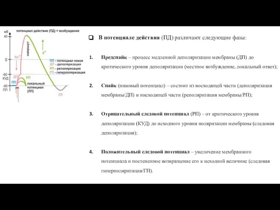 В потенциале действия (ПД) различают следующие фазы: Предспайк – процесс медленной деполяризации