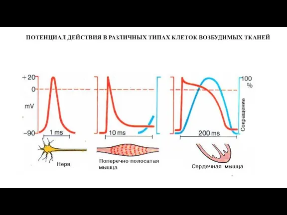 ПОТЕНЦИАЛ ДЕЙСТВИЯ В РАЗЛИЧНЫХ ТИПАХ КЛЕТОК ВОЗБУДИМЫХ ТКАНЕЙ
