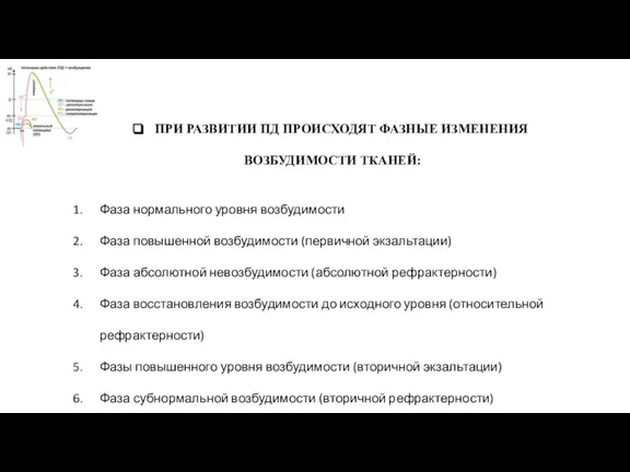 ПРИ РАЗВИТИИ ПД ПРОИСХОДЯТ ФАЗНЫЕ ИЗМЕНЕНИЯ ВОЗБУДИМОСТИ ТКАНЕЙ: Фаза нормального уровня возбудимости