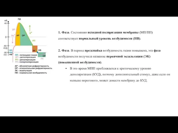 1. Фаза. Состоянию исходной поляризации мембраны (МП/ПП) соответствует нормальный уровень возбудимости (НВ).