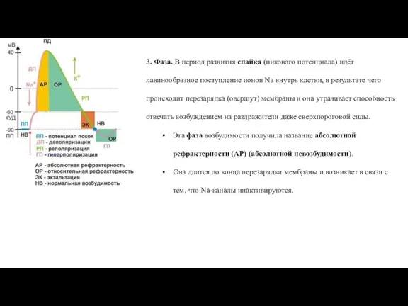 3. Фаза. В период развития спайка (пикового потенциала) идёт лавинообразное поступление ионов