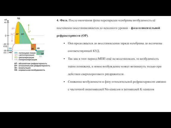 4. Фаза. После окончания фазы перезарядки мембраны возбудимость её постепенно восстанавливается до