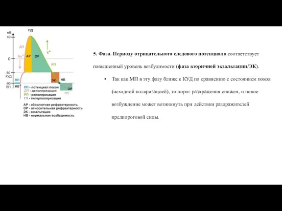 5. Фаза. Периоду отрицательного следового потенциала соответствует повышенный уровень возбудимости (фаза вторичной