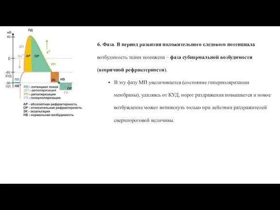 6. Фаза. В период развития положительного следового потенциала возбудимость ткани понижена –