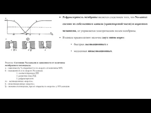 Рефрактерность мембраны является следствием того, что Na-канал состоит из собственного канала (транспортной
