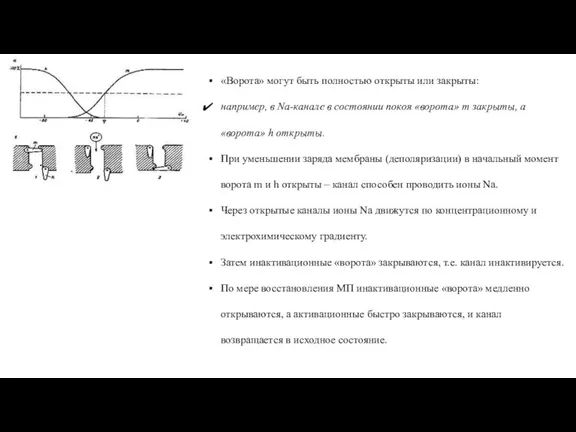 «Ворота» могут быть полностью открыты или закрыты: например, в Na-канале в состоянии