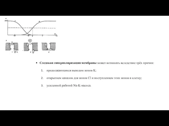 Следовая гиперполяризация мембраны может возникать вследствие трёх причин: продолжающимся выходом ионов K;