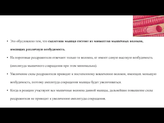 Это обусловлено тем, что скелетная мышца состоит из множества мышечных волокон, имеющих