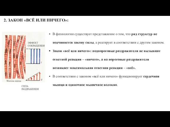 2. ЗАКОН «ВСЁ ИЛИ НИЧЕГО»: В физиологии существует представление о том, что