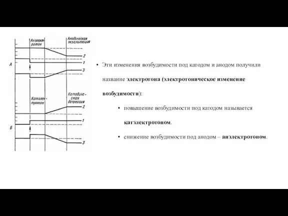 Эти изменения возбудимости под катодом и анодом получили название электротона (электротоническое изменение