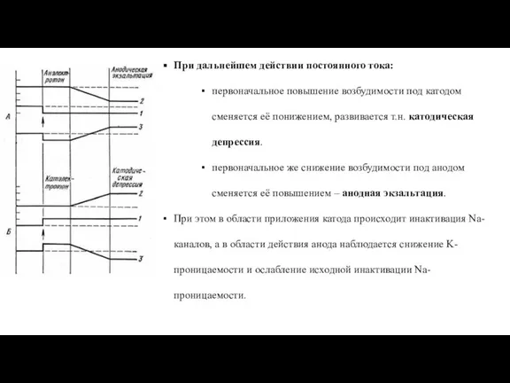 При дальнейшем действии постоянного тока: первоначальное повышение возбудимости под катодом сменяется её