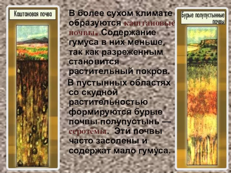 В более сухом климате образуются каштановые почвы. Содержание гумуса в них меньше,