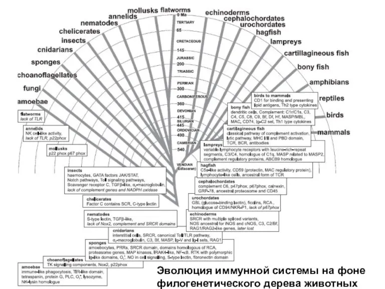 Эволюция иммунной системы на фоне филогенетического дерева животных