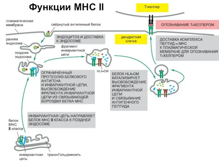 Функции MHC II