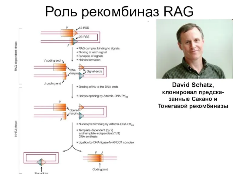 Роль рекомбиназ RAG David Schatz, клонировал предска-занные Сакано и Тонегавой рекомбиназы