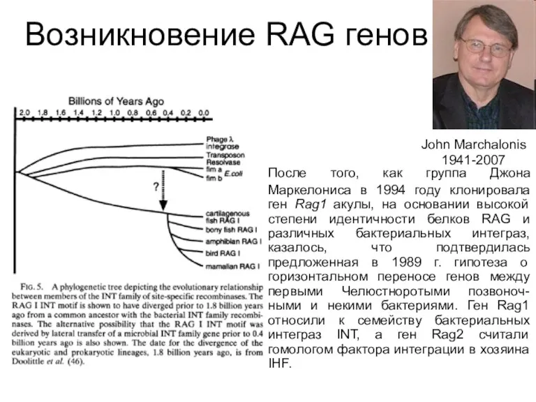 Возникновение RAG генов После того, как группа Джона Маркелониса в 1994 году