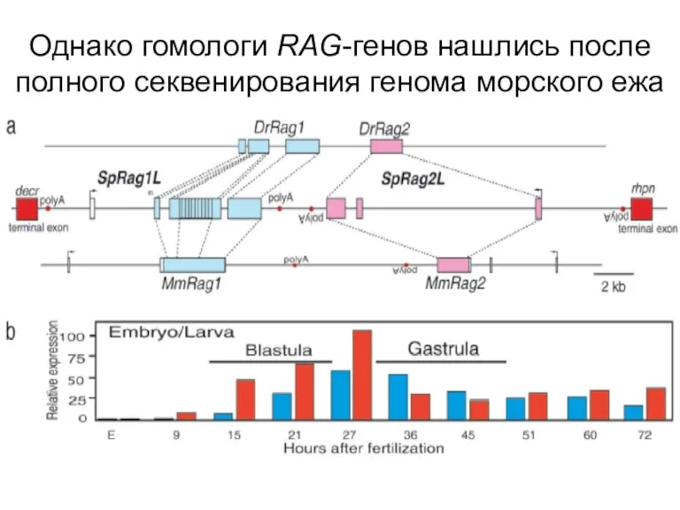 Однако гомологи RAG-генов нашлись после полного секвенирования генома морского ежа