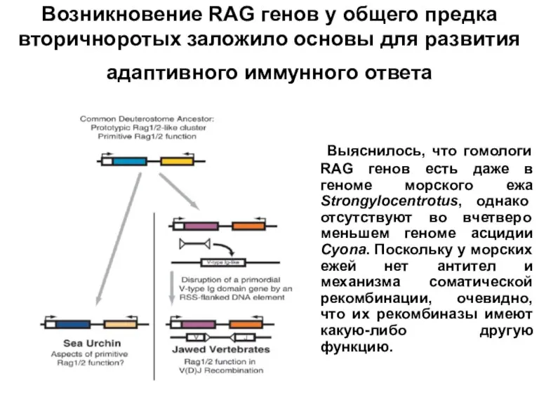 Выяснилось, что гомологи RAG генов есть даже в геноме морского ежа Strongylocentrotus,