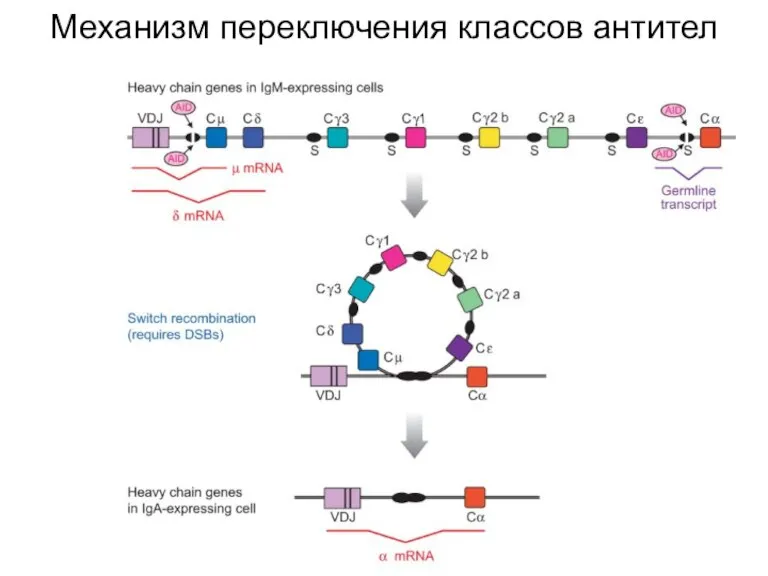 Механизм переключения классов антител