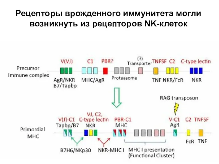 Рецепторы врожденного иммунитета могли возникнуть из рецепторов NK-клеток