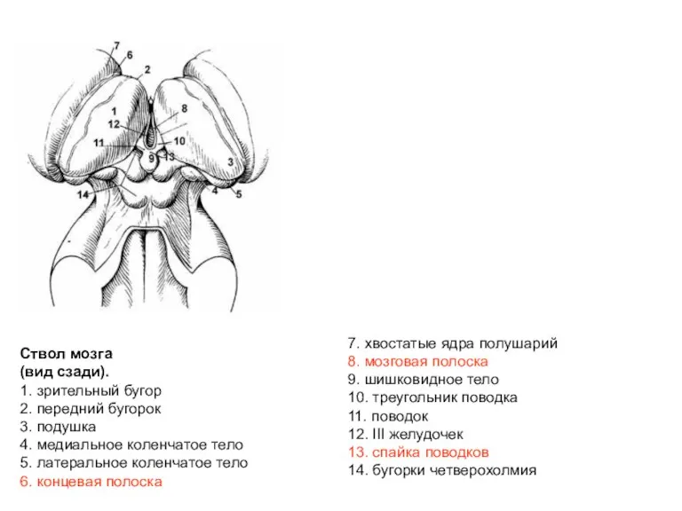 Ствол мозга (вид сзади). 1. зрительный бугор 2. передний бугорок 3. подушка