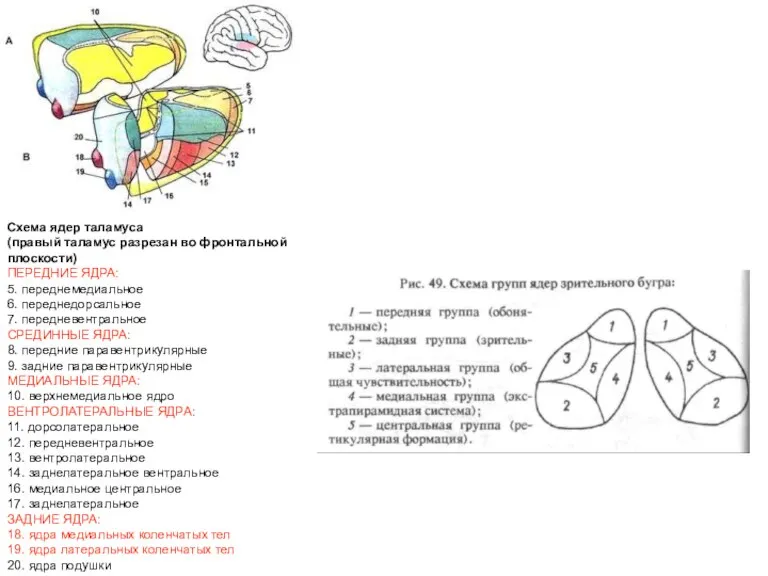 Схема ядер таламуса (правый таламус разрезан во фронтальной плоскости) ПЕРЕДНИЕ ЯДРА: 5.