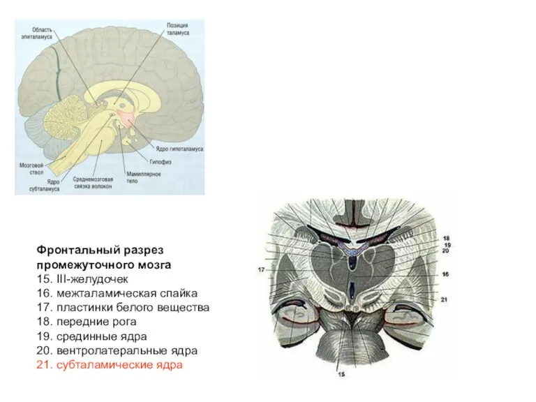 Фронтальный разрез промежуточного мозга 15. III-желудочек 16. межталамическая спайка 17. пластинки белого