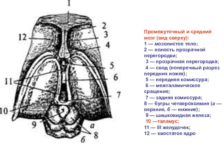 Промежуточный и средний мозг (вид сверху): 1 — мозолистое тело; 2 —