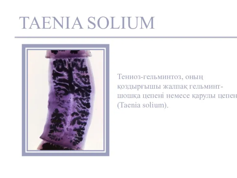 TAENIA SOLIUM Тениоз-гельминтоз, оның қоздырғышы жалпақ гельминт-шошқа цепені немесе қарулы цепень (Taenia solium).