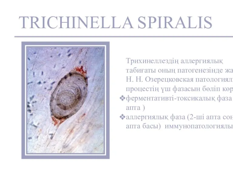 TRICHINELLA SPIRALIS Трихинеллездің аллергиялық табиғаты оның патогенезінде жатыр. Н. Н. Озерецковская патологиялық