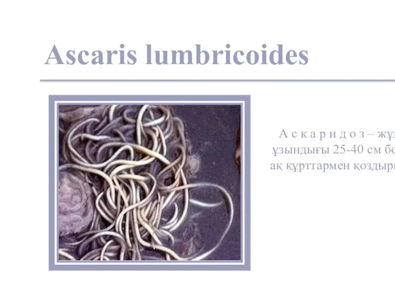 Ascaris lumbricoides А с к а р и д о з –