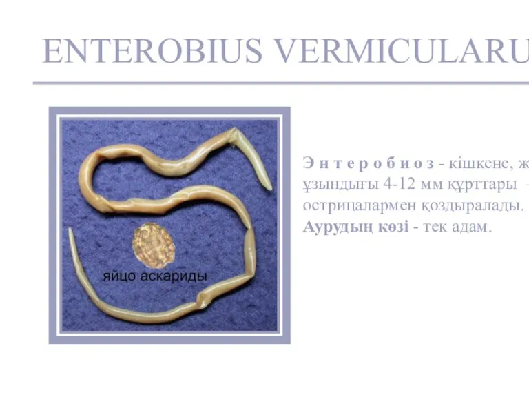 ENTEROBIUS VERMICULARUS Э н т е р о б и о з