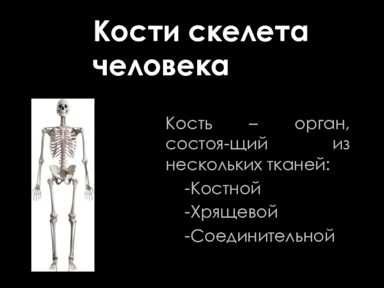 Кость – орган, состоя-щий из нескольких тканей: -Костной -Хрящевой -Соединительной Кости скелета человека