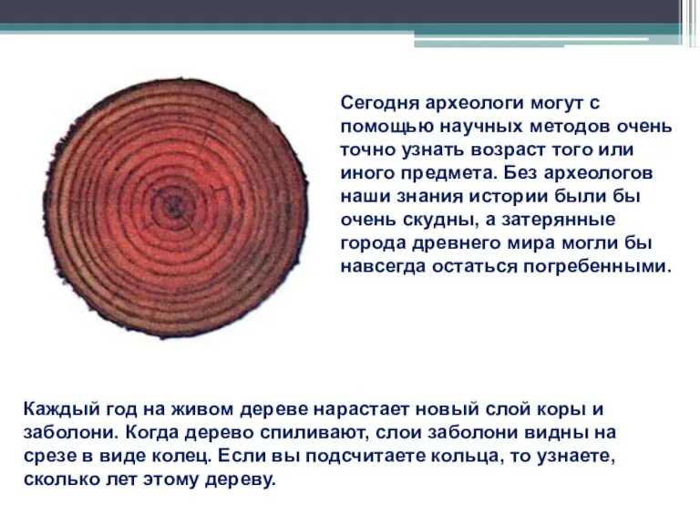 Каждый год на живом дереве нарастает новый слой коры и заболони. Когда