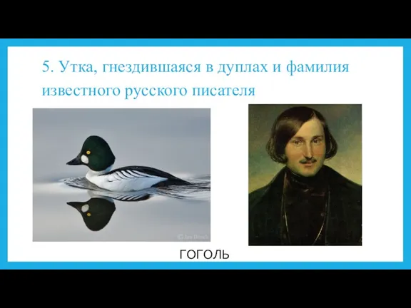 5. Утка, гнездившаяся в дуплах и фамилия известного русского писателя ГОГОЛЬ