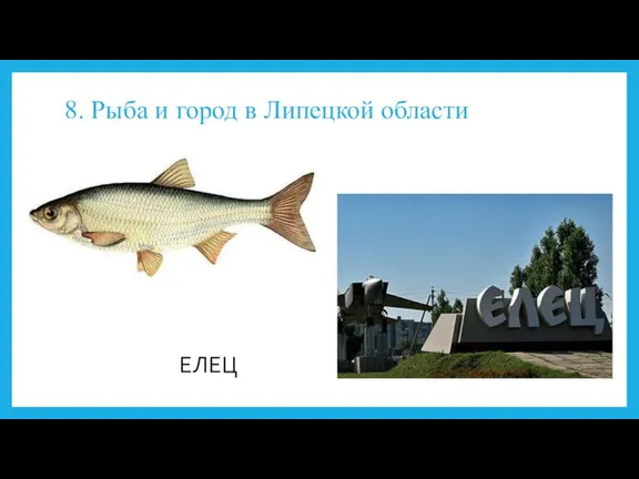 8. Рыба и город в Липецкой области ЕЛЕЦ