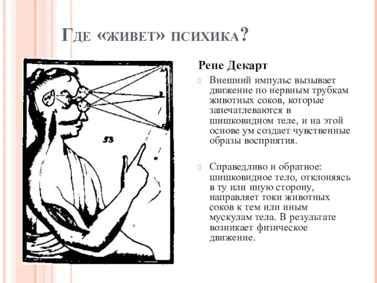 Где «живет» психика? Рене Декарт Внешний импульс вызывает движение по нервным трубкам