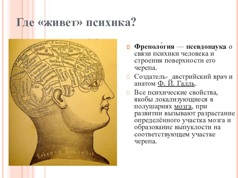 Френоло́гия — псевдонаука о связи психики человека и строения поверхности его черепа.