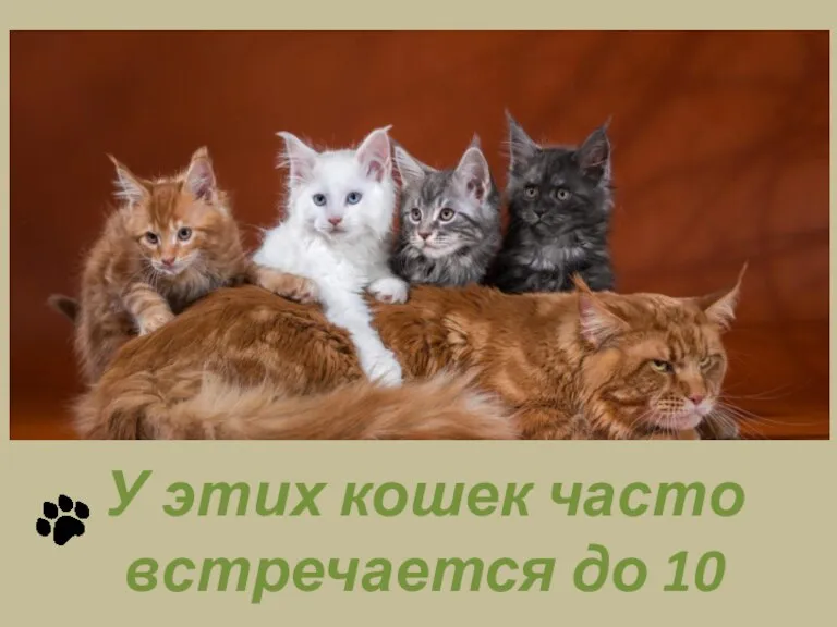 У этих кошек часто встречается до 10 котят
