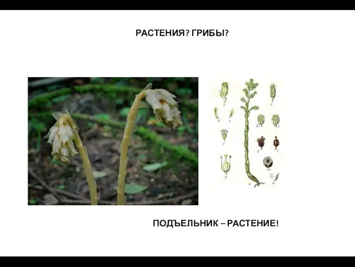 РАСТЕНИЯ? ГРИБЫ? ПОДЪЕЛЬНИК – РАСТЕНИЕ!