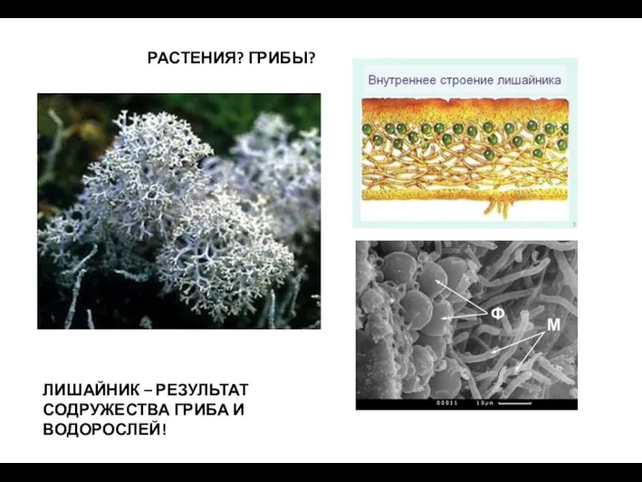 РАСТЕНИЯ? ГРИБЫ? ЛИШАЙНИК – РЕЗУЛЬТАТ СОДРУЖЕСТВА ГРИБА И ВОДОРОСЛЕЙ!