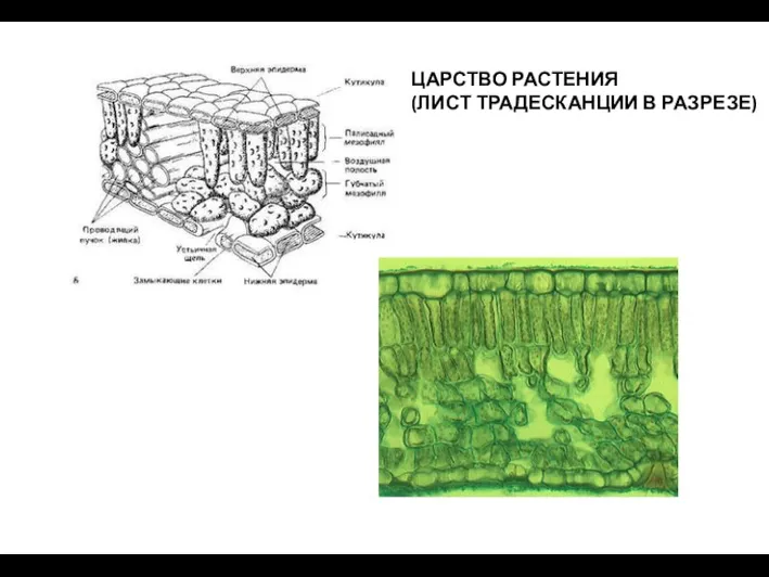 ЦАРСТВО РАСТЕНИЯ (ЛИСТ ТРАДЕСКАНЦИИ В РАЗРЕЗЕ)