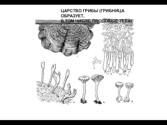 ЦАРСТВО ГРИБЫ (ГРИБНИЦА ОБРАЗУЕТ, В ТОМ ЧИСЛЕ, ПЛОДОВЫЕ ТЕЛА)