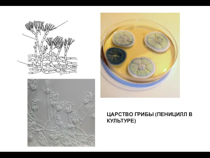 ЦАРСТВО ГРИБЫ (ПЕНИЦИЛЛ В КУЛЬТУРЕ)