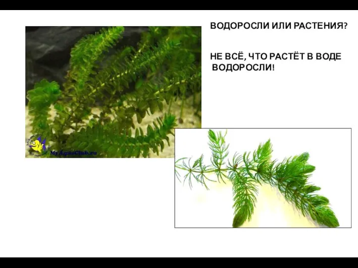 ВОДОРОСЛИ ИЛИ РАСТЕНИЯ? НЕ ВСЁ, ЧТО РАСТЁТ В ВОДЕ ВОДОРОСЛИ!