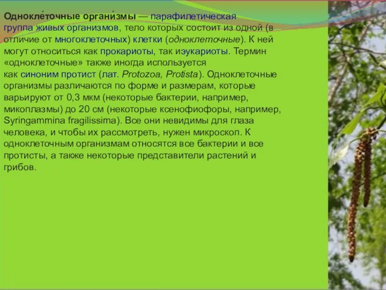 Однокле́точные органи́змы — парафилетическая группа живых организмов, тело которых состоит из одной