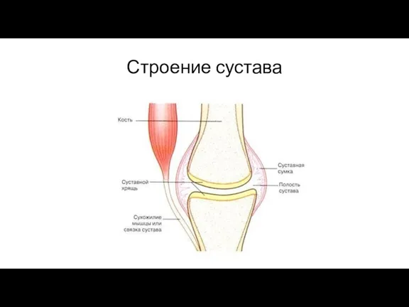 Строение сустава